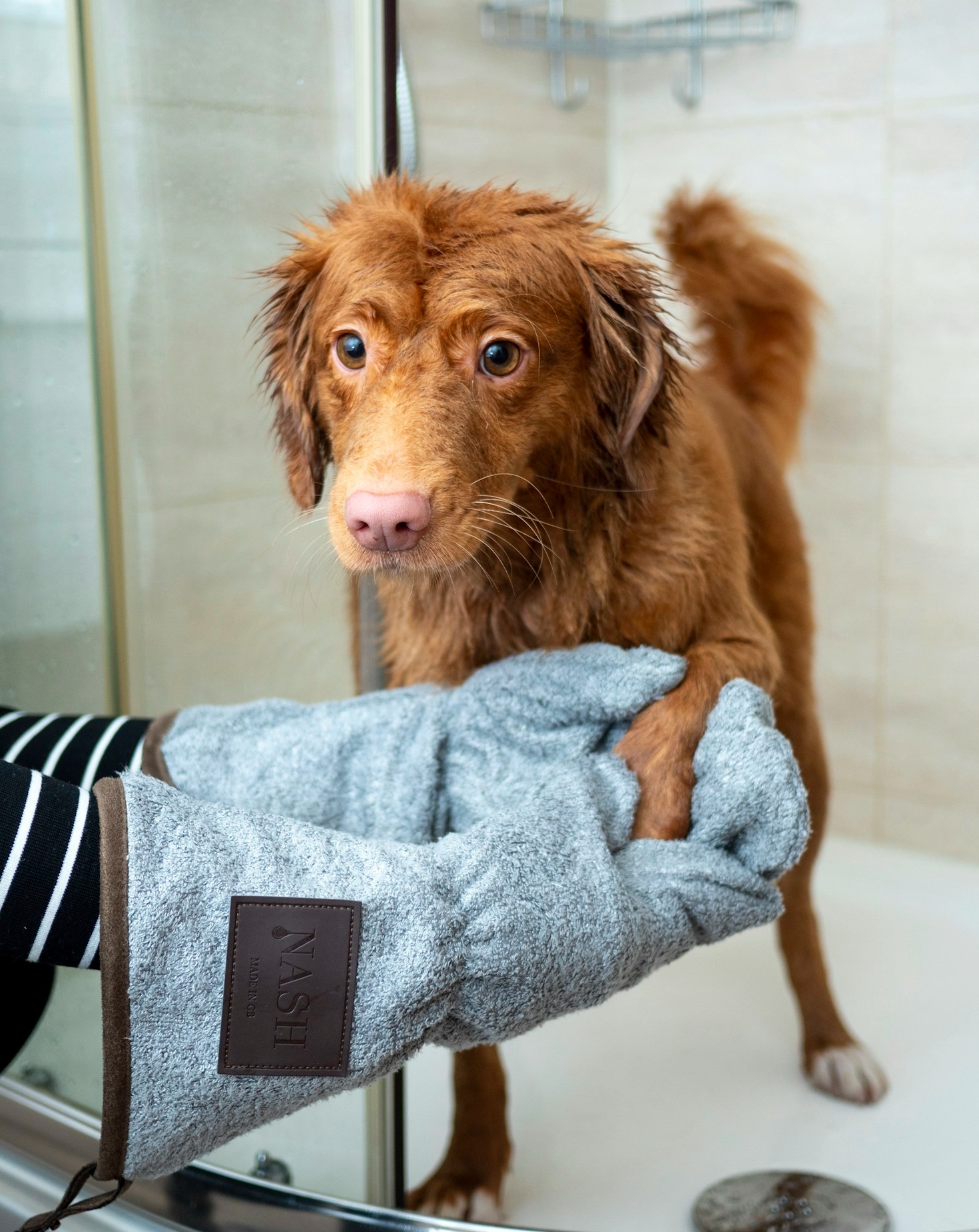 Top Grooming Hacks Every Pet Owner Should Know